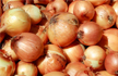 Hundreds in US fall sick in raw onion-linked Salmonella outbreak