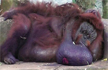 Indias only orangutan, Binny, dies in Odisha zoo of respiratory issues