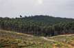 India may restrict imports of palm oil, other goods from Malaysia: Report