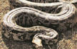 Gujarat: Four booked for burning python alive