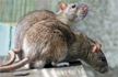 Rats nibble away parts of babys foot in Madhya Pradesh hospital nursery