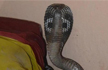 UP woman sits on snakes while talking on phone; gets bitten, dies