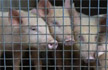 African swine fever hits Assams piggery sector; government orders culling of pigs