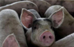 African Swine flu detected in Assam, 2,500 pigs killed in 306 villages