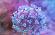 Coronavirus mutating, potentially evolving, shows study amid US surge