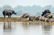 80% Kaziranga National Park submerged, Assam floods death toll rises to 37