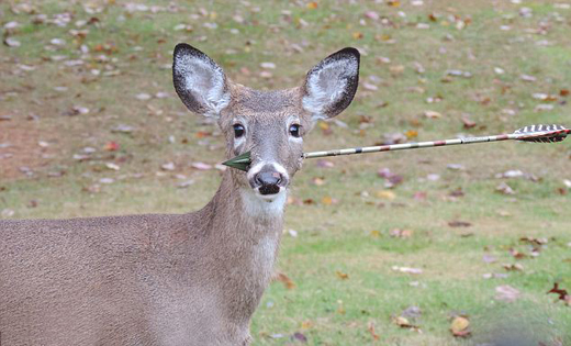 Deer-arrow.1