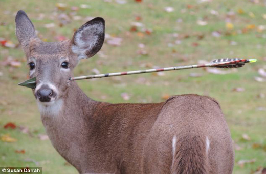 Deer-arrow