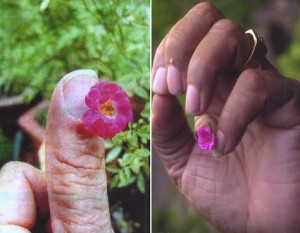 Diamond Rose, worlds smallest rose