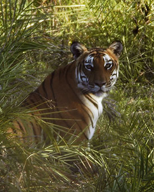 bandipur-tiger