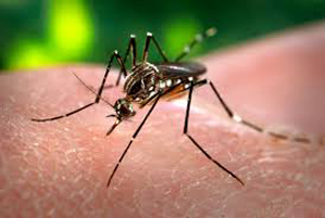 dengue