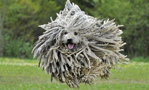 Dog that looks like a mop has buckets of fun: Shaggy Pulis fur flies ...