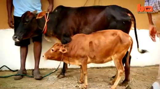 the smallest cow in the world