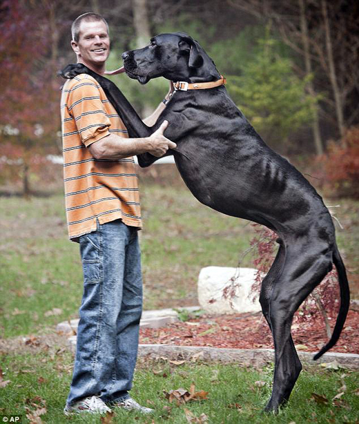 world’s tallest Great Dane, who brought 7ft 4in of joy to his Michigan ...